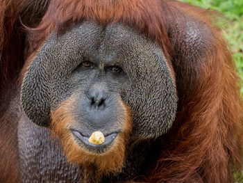 Close-up portrait of orangutan eating nut