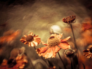 Close-up of wilted flowering plant