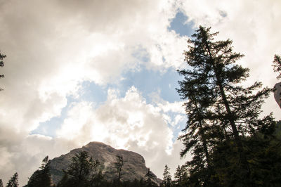 Low angle view of trees against sky