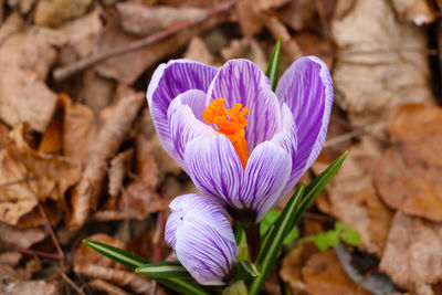 Close-up of purple crocus flower