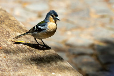 Close-up of bird perching on rock