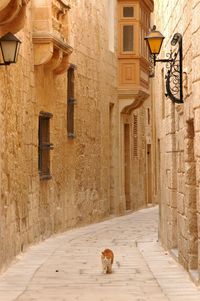 Cat living in l-imdina, malta