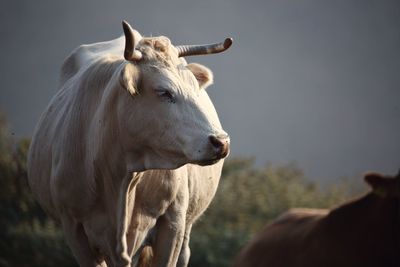 Cow standing in a field