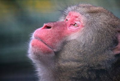 Close-up of monkey looking up