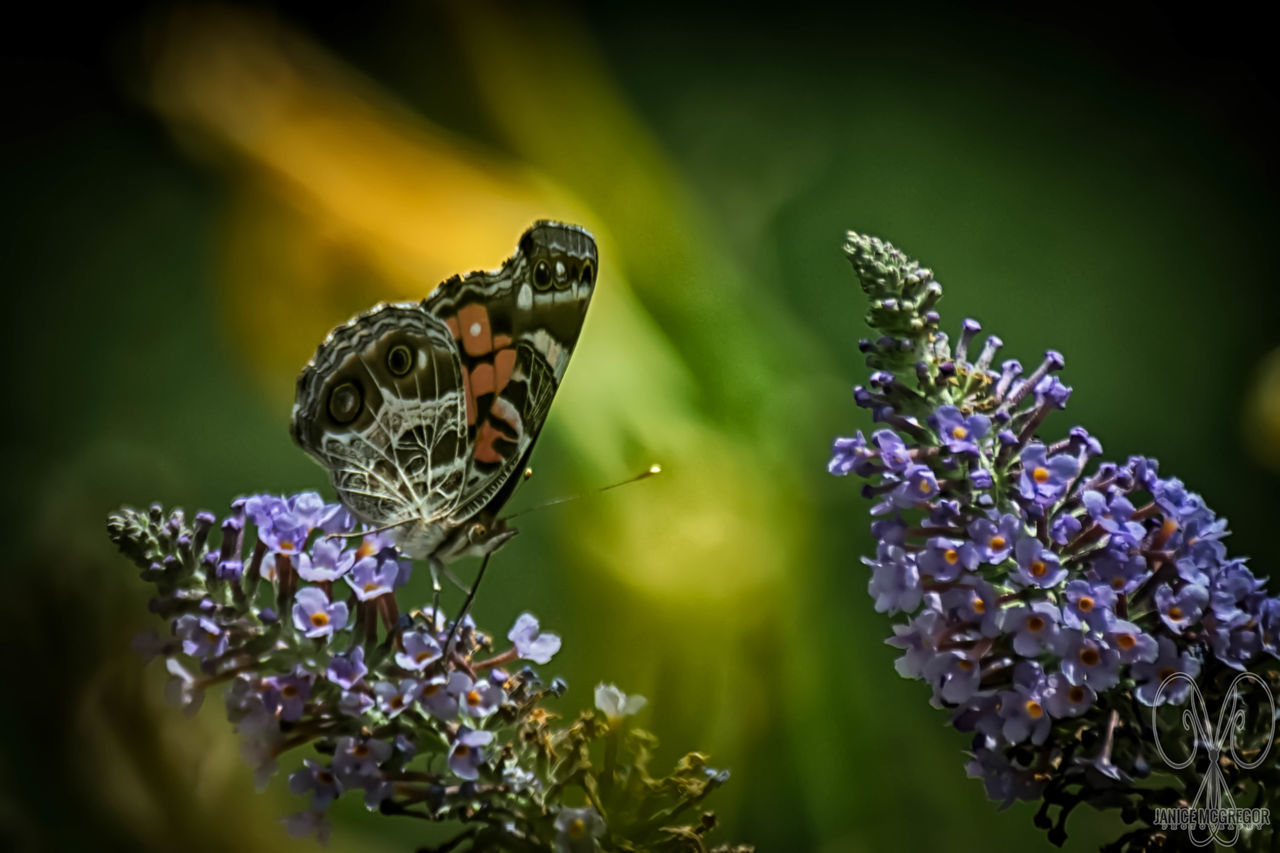 CLOSE-UP OF BUTTERFLY POLLINATING ON FLOWER