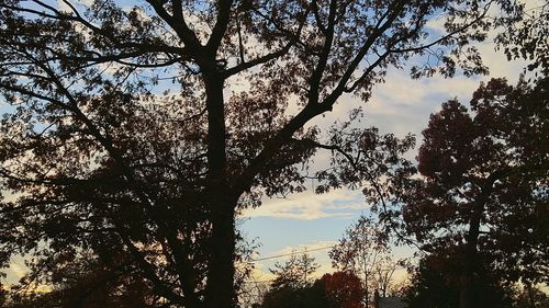 Low angle view of trees against sky