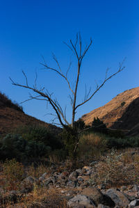 Bare tree on landscape against clear blue sky