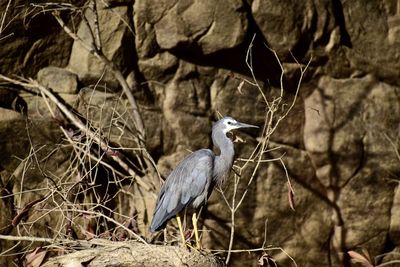 Close-up of bird perching on rock