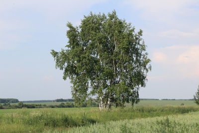 Tree on field against sky