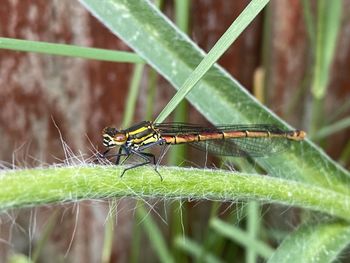 Close-up of insect on blade of grass