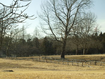 Bare trees on field against sky