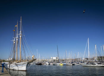 Sailboats in marina