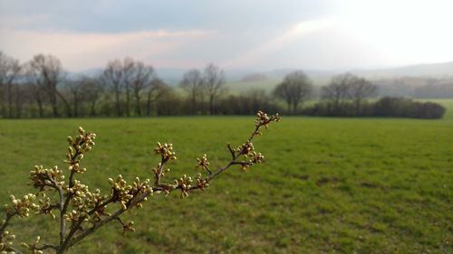 Plant growing on field against sky during sunset