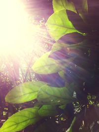 Sun shining through trees