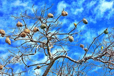 Low angle view of bare tree against cloudy sky