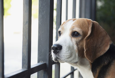Close-up of a dog looking away