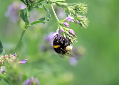 Close-up of bee pollinating on purple flower