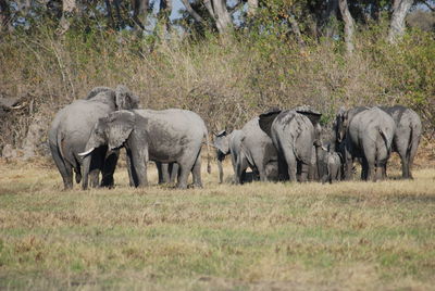 Deer grazing in field