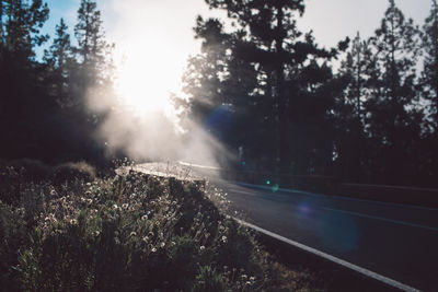 Road amidst trees against sky in city