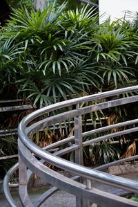 High angle view of palm trees in park