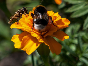 Close-up of bee on yellow flower