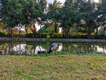 View of birds in lake