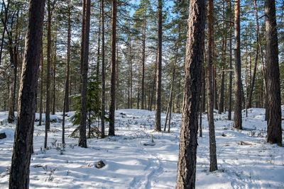 Trees in forest during winter