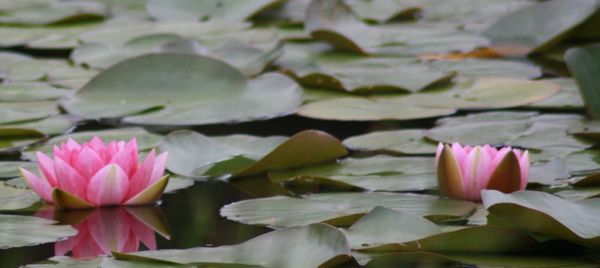 Close-up of pink lotus water lily