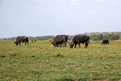 Buffalos grazing in a field