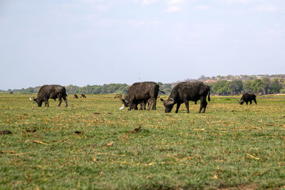Horses grazing in a field