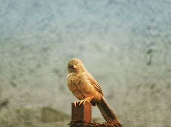 Close-up of bird perching on a sea