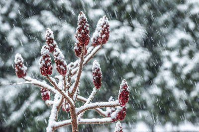 Close-up of plant during winter