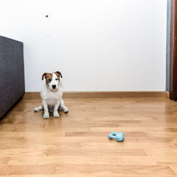 Jack russell terrier relaxing on floor against wall at home