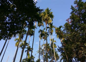 Low angle view of trees against sky