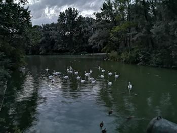 Ducks swimming in lake