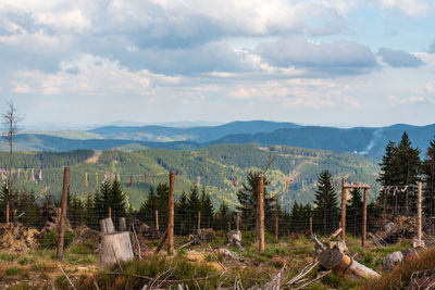 Pine trees on field against sky