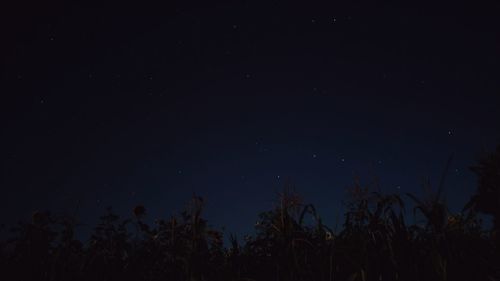 Low angle view of silhouette trees against sky at night