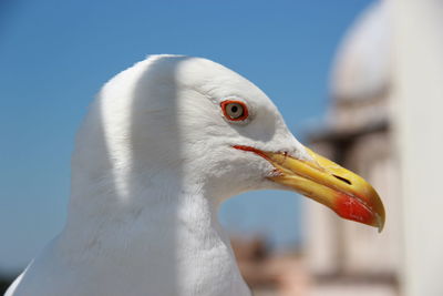 Close-up of seagull against sky