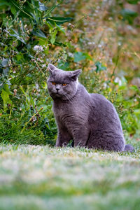 Cat sitting on field