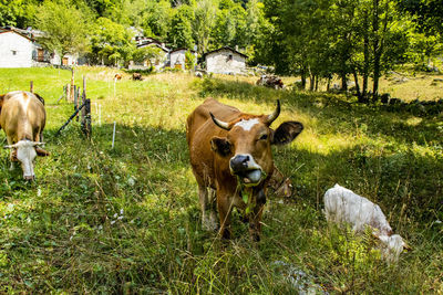 Cows in a field