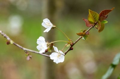 Close-up of cherry blossoms in spring