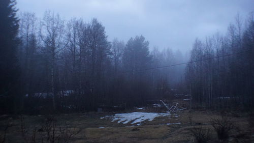 Trees in forest during winter