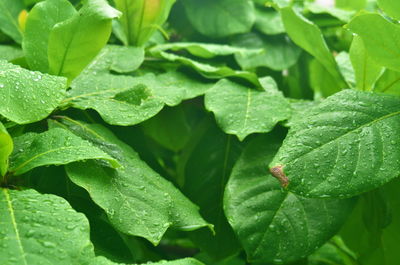 Close-up of water drops on leaves