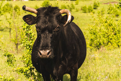 Horse standing in a field