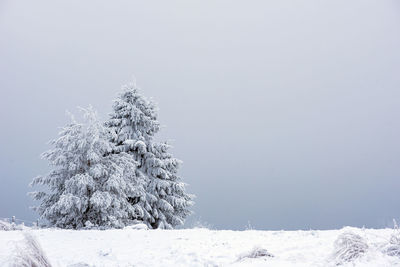 Snow covered pine trees against sky