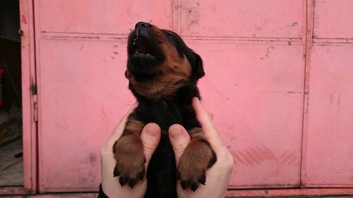 Cropped hand of person holding puppy