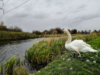 View of bird in lake against sky