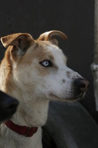 Close-up of dog looking away