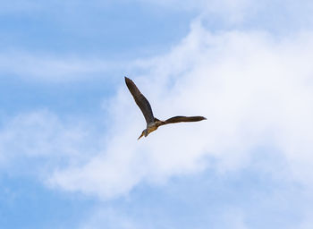 Low angle view of eagle flying in sky