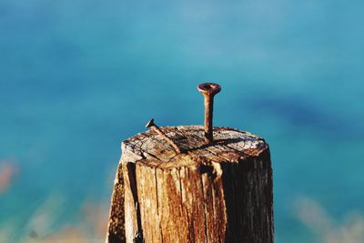 Close-up of wooden post on tree stump